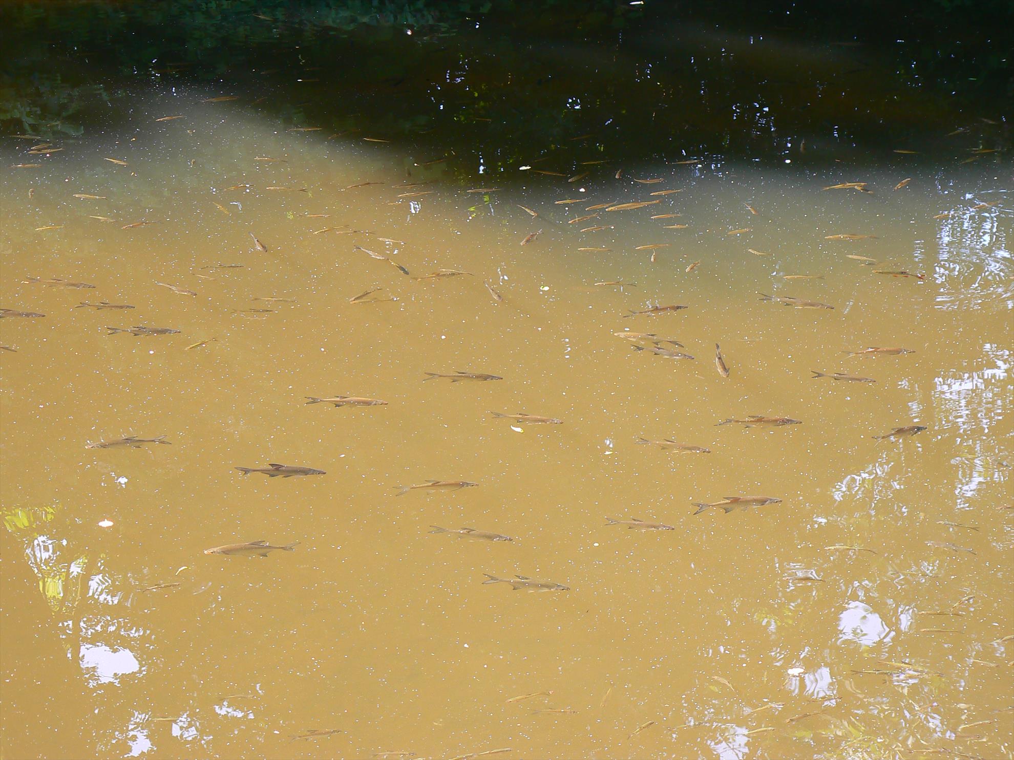 Crapi salbatici si alti pesti - p1030437.JPG